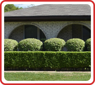 hedge trimming
